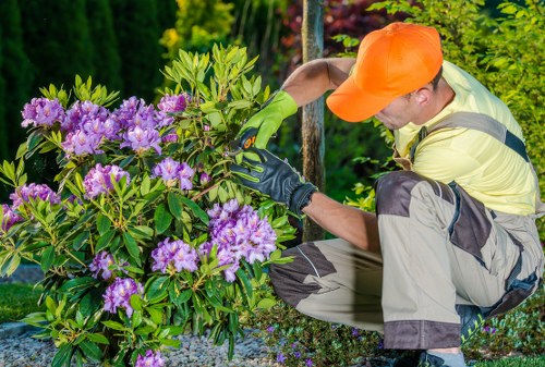 A gardener wearing an orange cap, yellow high-visibility jacket, and green gloves is kneeling on a gravel surface in a landscaped garden, carefully trimming a large rhododendron bush with purple flowers and glossy green leaves. Behind the shrub, a variety of other plants and trees with green foliage are visible, creating a lush outdoor environment typical of a well-maintained garden in the Brimsdown area. The scene is set in natural daylight, highlighting the vibrant colours of the flowers and foliage, and reflecting professional gardening practices. The garden features a mix of flowering shrubs and trees, with neatly maintained borders and a tidy appearance. This setting illustrates the garden maintenance services offered by Hedge Trimming Brimsdown, focusing on hedge trimming, shrub pruning, and general outdoor care, providing a clear view of the careful attention given to garden aesthetics and plant health in a residential outdoor space in the local area.