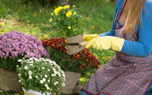 Seasonal hedge maintenance in Brimsdown