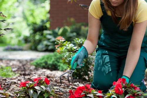 Pruning and plant care in Brimsdown garden