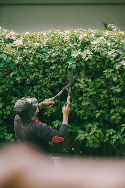 A gardener wearing a dark jacket and a wide-brimmed hat is trimming a dense, green hedge with long-handled hedge shears. The hedge has a lush appearance with small, glossy leaves and pale pink flowers